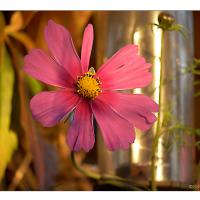 Kisdorferwohld-Cosmea