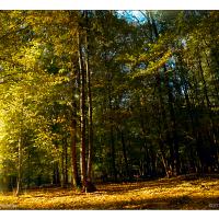 Kisdorferwohld-Das Paradies-01