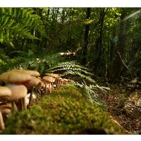 Kisdorferwohld-Endern-02