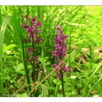 Kisdorferwohld-Endern-Orchidee-01