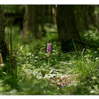 Kisdorferwohld-Endern-Orchidee-03