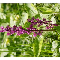 Kisdorferwohld-Endern-Orchidee-04