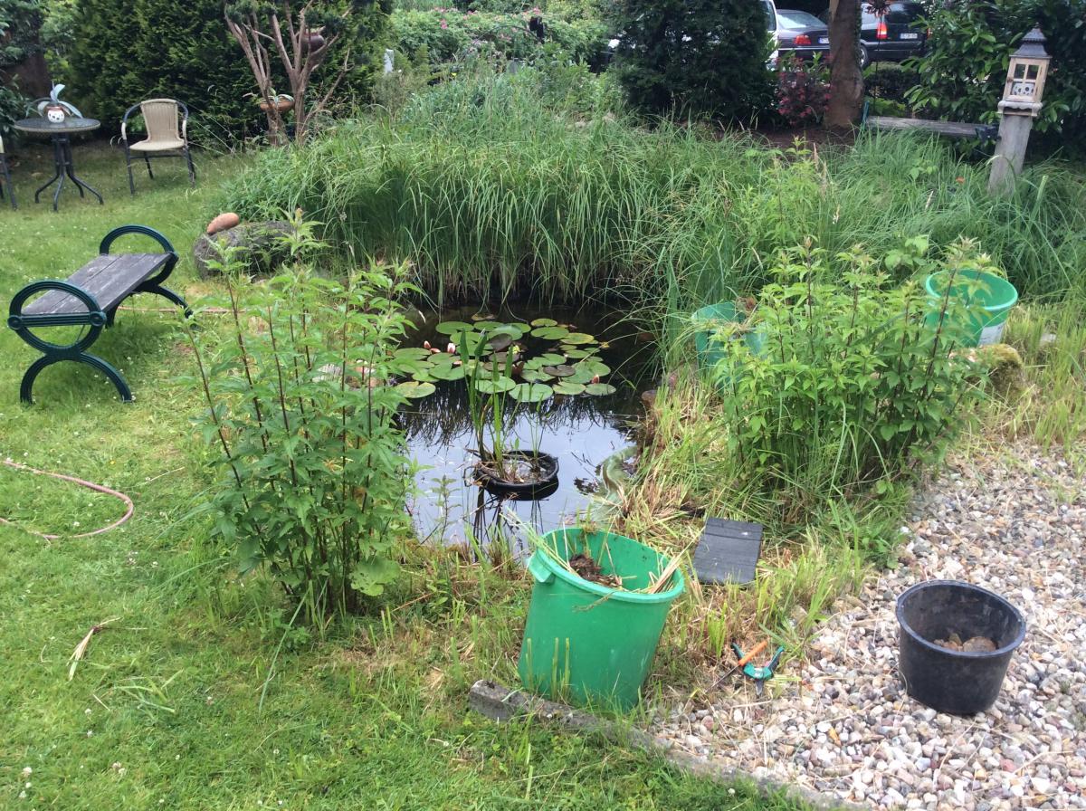 DER TEICH (JUNI 2014)